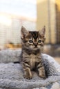 Curious kitten. Little cat at home. Small pet. Royalty Free Stock Photo