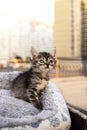 Curious kitten. Little cat at home. Small pet. Royalty Free Stock Photo