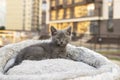 Curious kitten. Little cat at home. Small pet. Royalty Free Stock Photo