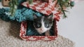 Curious kitten peeking from a festive christmas gift box under the tree Royalty Free Stock Photo