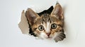 Curious kitten peeking through a hole in white paper