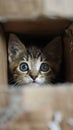 Curious kitten peeking out of a cardboard box