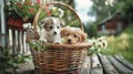 A curious kitten and a playful puppy sit together in a cozy basket, looking out with wonder by the houses entrance Royalty Free Stock Photo