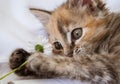 A curious kitten playing with a daisy Royalty Free Stock Photo