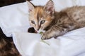 A curious kitten playing with a daisy Royalty Free Stock Photo