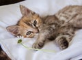 A curious kitten playing with a daisy Royalty Free Stock Photo