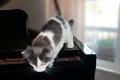 Curious Kitten ready to jump from the edge of a Piano Royalty Free Stock Photo