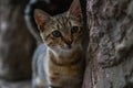 Curious kitten on a rock. Kitten hiding on a rock.