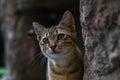 Curious kitten on a rock. Kitten hiding on a rock.