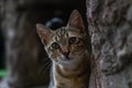 Curious kitten on a rock. Kitten hiding on a rock.