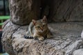 Curious kitten on a rock. Kitten hiding on a rock.