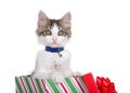 Curious kitten wearing collar popping out of Christmas present Royalty Free Stock Photo