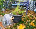 An Autumn Kitty Exploring Royalty Free Stock Photo