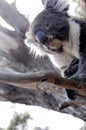 Curious koala on a gum tree branch in Australia