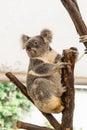 Curious koala