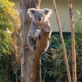 Curious koala on the tree