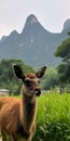 Curious Korean Musk Deer in mountains, AI generative