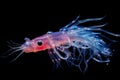 Curious Krill like animal