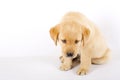 Curious Labrador retriever puppy Royalty Free Stock Photo