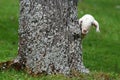 Curious lamb