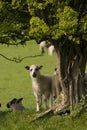 Curious lamb