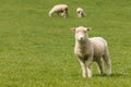 Curious lamb on green grass
