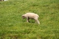Curious lamb on green hillside Royalty Free Stock Photo