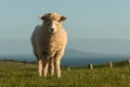 Curious lamb on green meadow