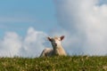 Curious lamb on green meadow