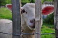 Curious lamb looking through a fence Royalty Free Stock Photo