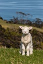 Curious lamb