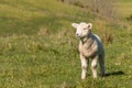 Curious lamb standing on grass