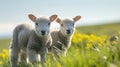 curious lambs looking at the camera in spring. Generative Ai Royalty Free Stock Photo