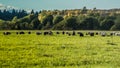 Curious lambs on meadow on the field Royalty Free Stock Photo
