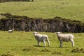 Curious lambs on meadow Royalty Free Stock Photo