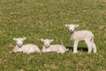 Curious lambs Royalty Free Stock Photo