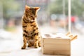 Curious Leopard Cat Royalty Free Stock Photo