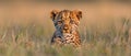 Curious leopard cub in tall grass Royalty Free Stock Photo
