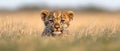 Curious leopard cub in tall grass Royalty Free Stock Photo