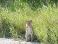 Curious leopard