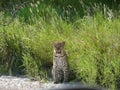 Curious leopard Royalty Free Stock Photo