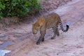 A curious Leopard investigating a water stream. Royalty Free Stock Photo