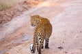 A curious Leopard investigating a water stream. Royalty Free Stock Photo