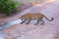 A curious Leopard investigating a water stream.