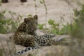 Curious Leopard Royalty Free Stock Photo