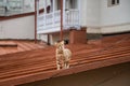 Curious leopard young cat Royalty Free Stock Photo