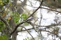 Curious Leucistic American Robin Royalty Free Stock Photo