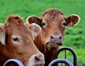 Curious limousin cows in a meadow in Luxembourg Royalty Free Stock Photo