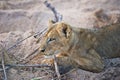 Curious lion cub in the African wilderness Royalty Free Stock Photo