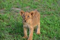 Curious lion cub Royalty Free Stock Photo